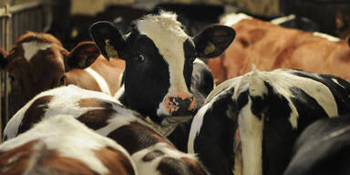 K&uuml;he und Stiere in einem Stall in Schweden