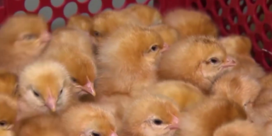 K&uuml;kent&ouml;ten