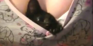 K&auml;tzchen sch&uuml;tzt vor Busengrabschern