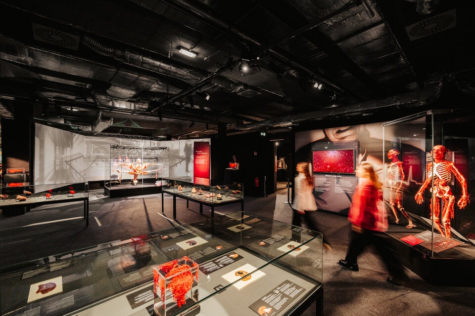 In der Wiener stadthalle gastieren bis März die einzigartigen Plastinate der „Körperwelten“ unter dem Titel „Am Puls der Zeit“. 