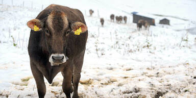 Winter-Chaos zum Sommerfinale