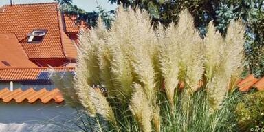 K&auml;lte schreckt Bitterwurz (Lewisia) nicht