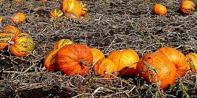 K&uuml;rbis-Anbaugebiete werden ausgedehnt