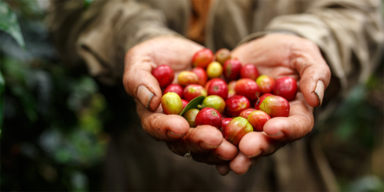 Kaffeekirschen herzförmig in zwei Händen gehalten