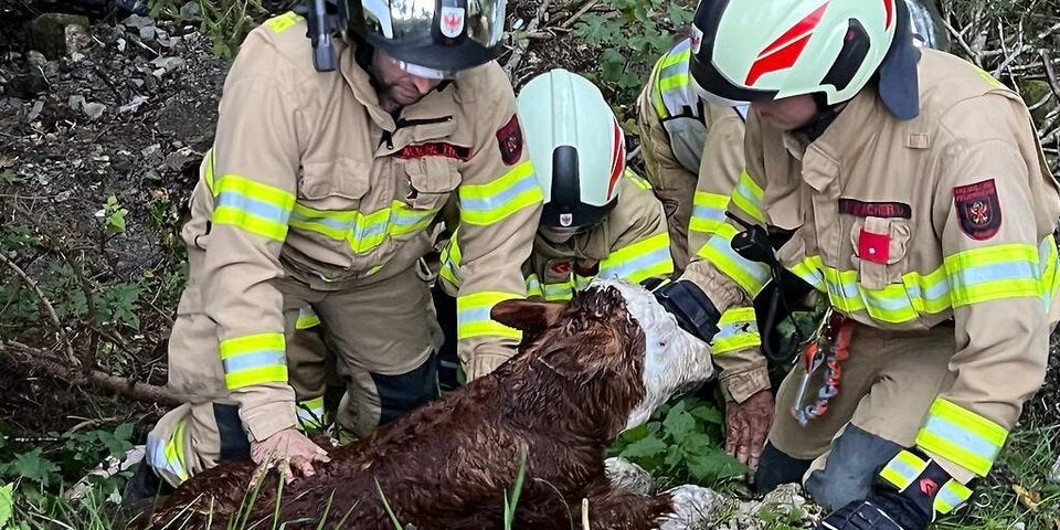 Ein Tag altes Kalb Lucky aus 70-Meter-Graben gerettet