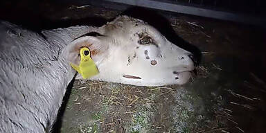 Kalb Misshandelt Tiertransport