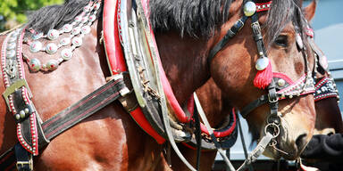 Symbolfoto: Kaltblutpferd