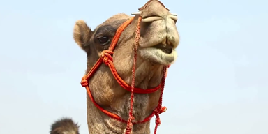 Kamel.png