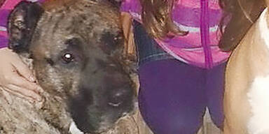 Kampfhund-Besitzerin uneinsichtig