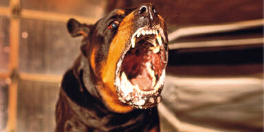 Rottweiler