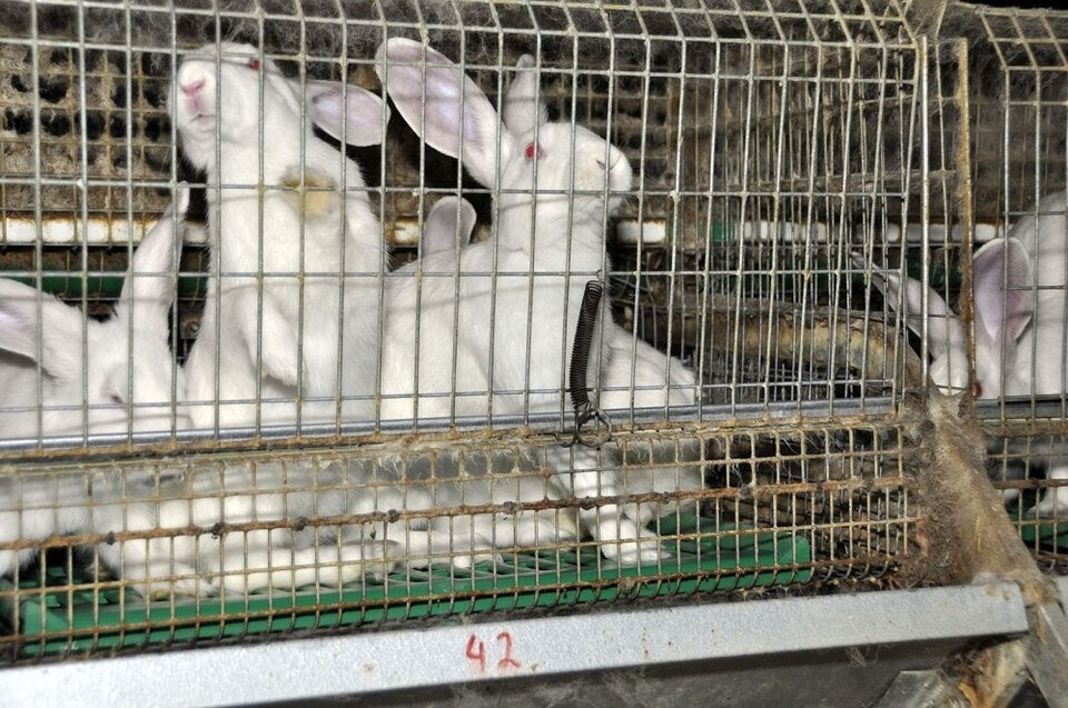 Kaninchen - Unsere Tiere - Sendung 15092019 - Pyrogene-Test