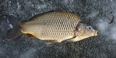 Lebender Fisch von Verk&auml;ufer erschlagen