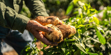 Forscher jubeln: Uralter Erd&auml;pfl-Code geknackt