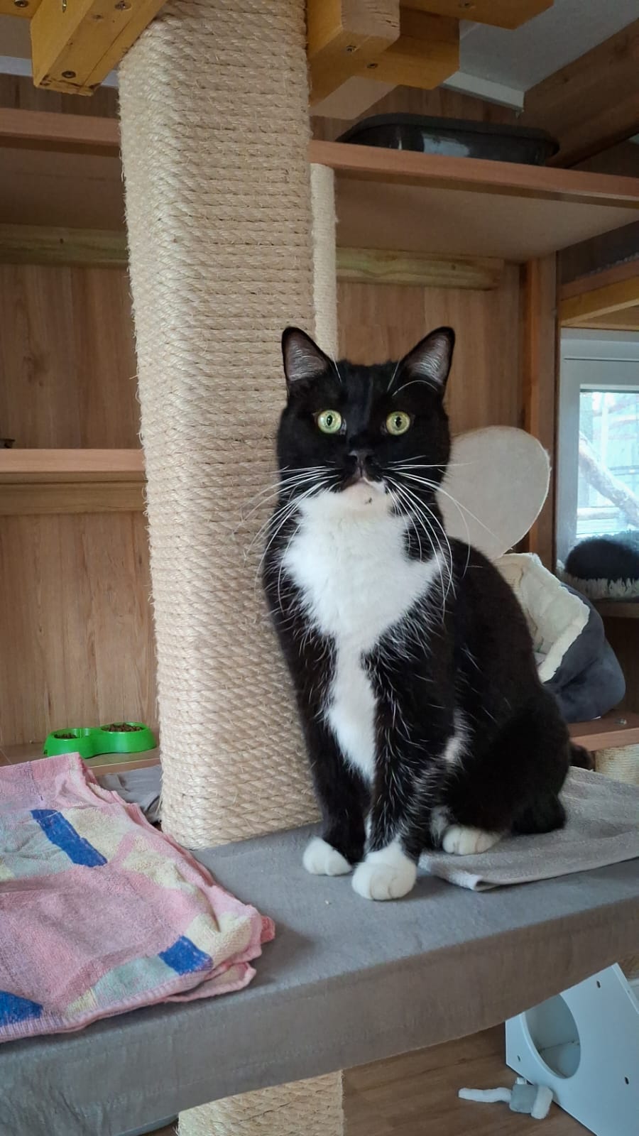 Pauli ist ein Kämpfer. Er wurde weggesperrt und gequält. Trotz schlimmer Erlebnisse lernt er von den anderen Katzen am Assisi-Hof langsam, Menschen wieder zu vertrauen.  