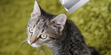 Arzt soll Kater "Ernst" zwei Mal angeschossen haben