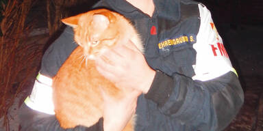 Kater "Jimmy"  rettet  Familie