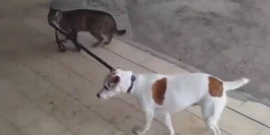 Ungewöhnlich: Katze geht mit Hund Gassi