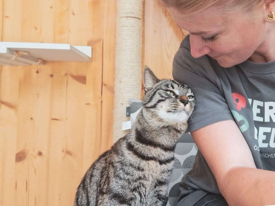 Am Assisi-Hof in Stockerau warten viele wunderbare Katzen auf ein neues Zuhause.