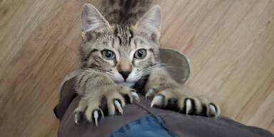 Katzenleid durch Unwissenheit: Tierschutzverein schl&auml;gt Alarm