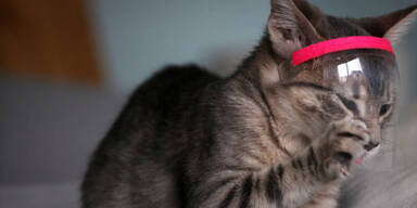 Katze mit Corona-Gesichtsschutz