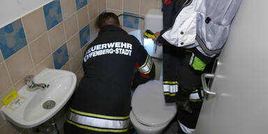 Katze floh vor Hund ins Abflussrohr