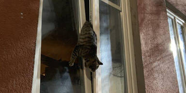 Katze Fenster gefangen Melk