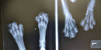 Brutaler Tierquäler schneidet Katze Zehen ab