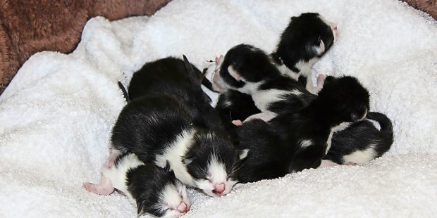 Katze blinder passagier