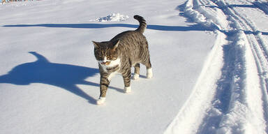 Jäger knallte Kater ab