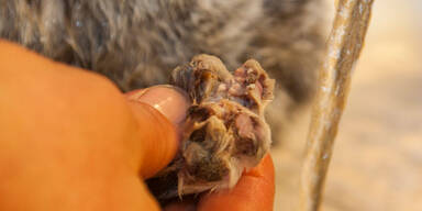 Brutaler Tierquäler schneidet Katze Zehen ab
