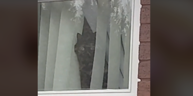 Eifersüchtige Katze