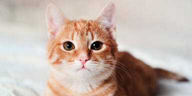 Neue App lässt Katzen sprechen