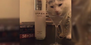 Katze.png