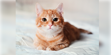 Katze verirrt sich ins Fitnessstudio