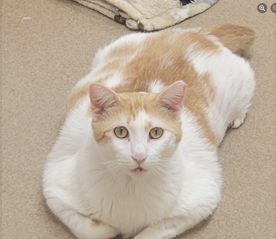 Humane Pennsylvania/Facebook