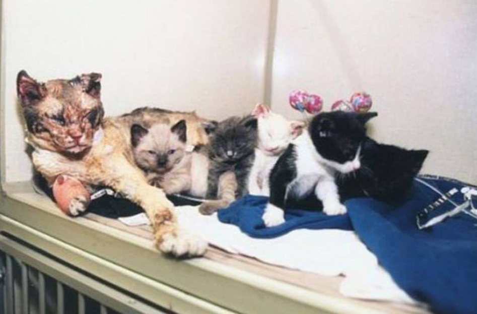 North Shore Animal League America