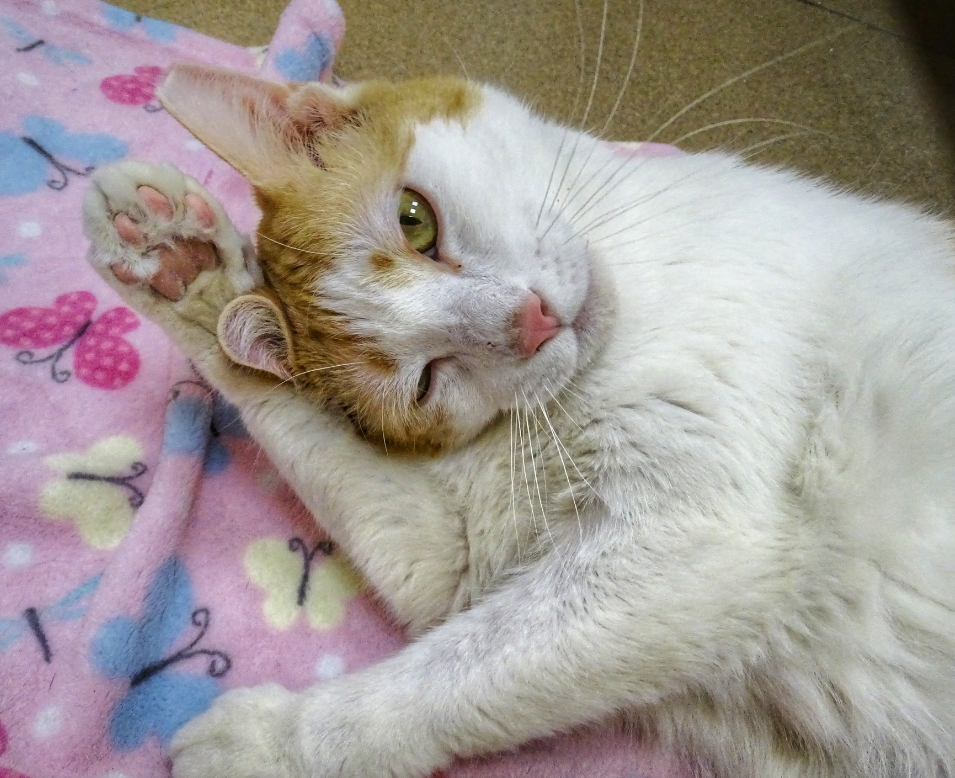 Humane Pennsylvania/Facebook