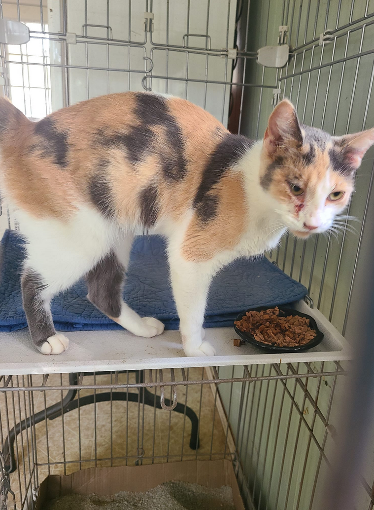 Texas Blessings Rescue/Facebook