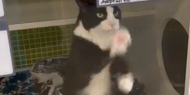 communitycatclub/Instagram