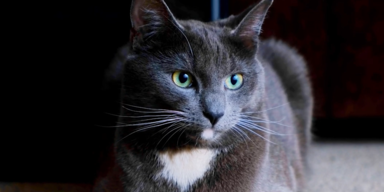 Katzen Studie.PNG