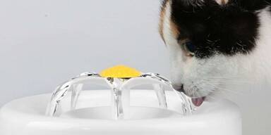 Katzen Trinkbrunnen Aufmacher