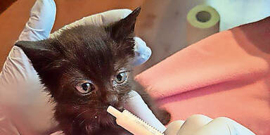 S&uuml;&szlig;e Katzenbabys gerettet
