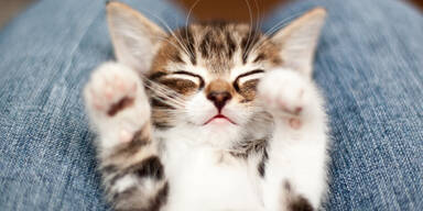 Junges Kätzchen qequält