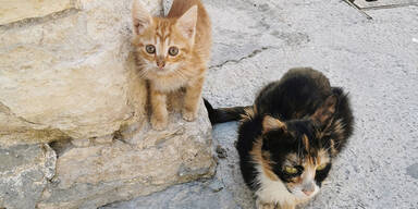 Lage immer dramatischer: Katzen-Krise auf beliebter Ferieninsel