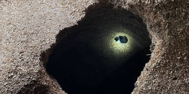 katzenrettung Hackschnitzel