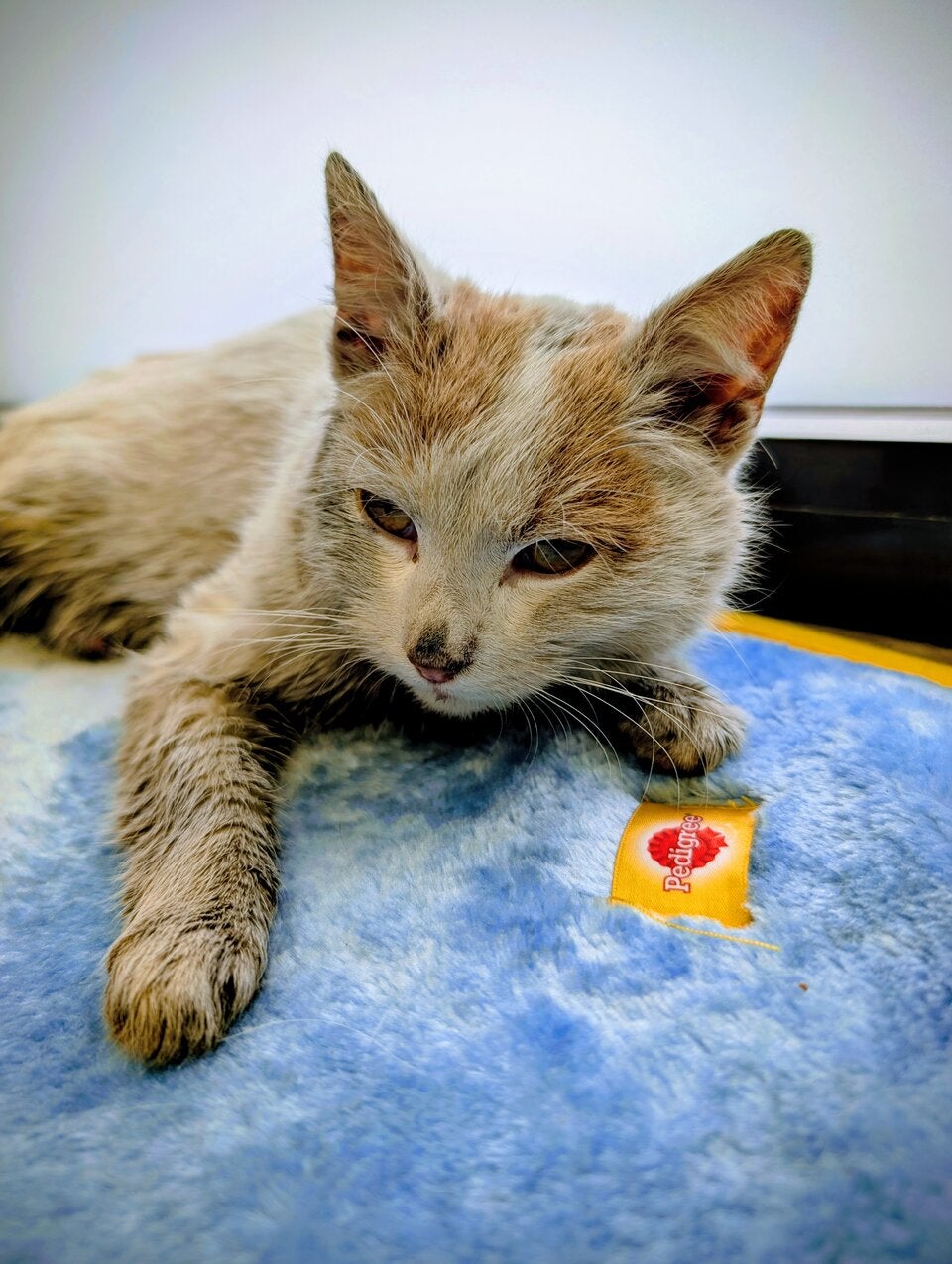 Der junge Kater wurde vorsorglich zu einem Tierarzt gebracht.