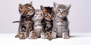 Kommt jetzt Katzensteuer?