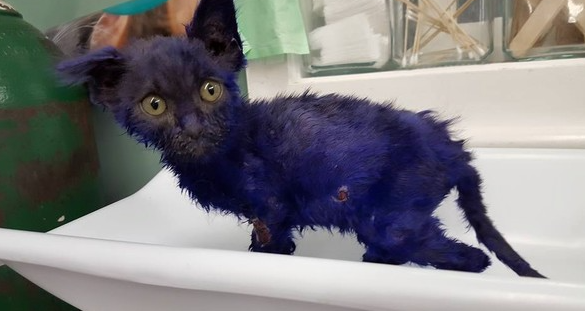 Nine Lives Foundation