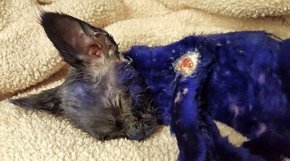 Nine Lives Foundation