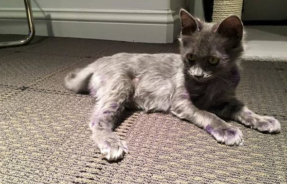 Nine Lives Foundation